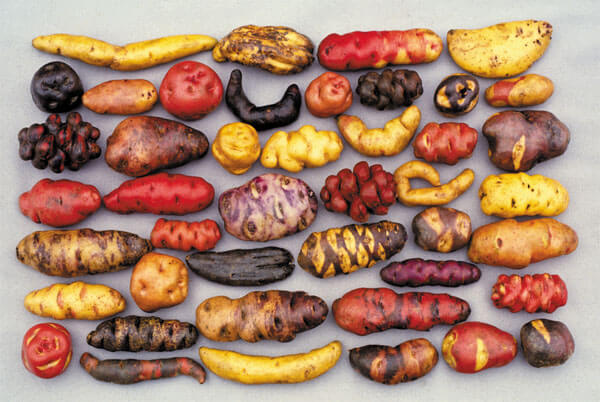 potatoes