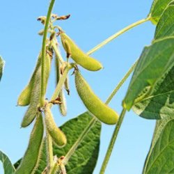 soybeanpods
