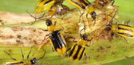 westernCornRootwormAdult