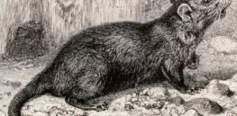 black rat th century engraving spl