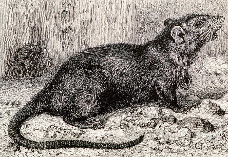 stop-blaming-rats-for-the-black-death-humans-may-have-spread-the-plague