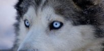 husky white blue eyes dog photograph blue eyes
