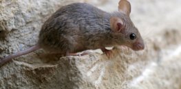are mice blind feature