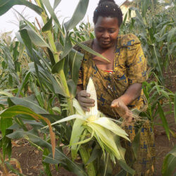 MAIZE standard