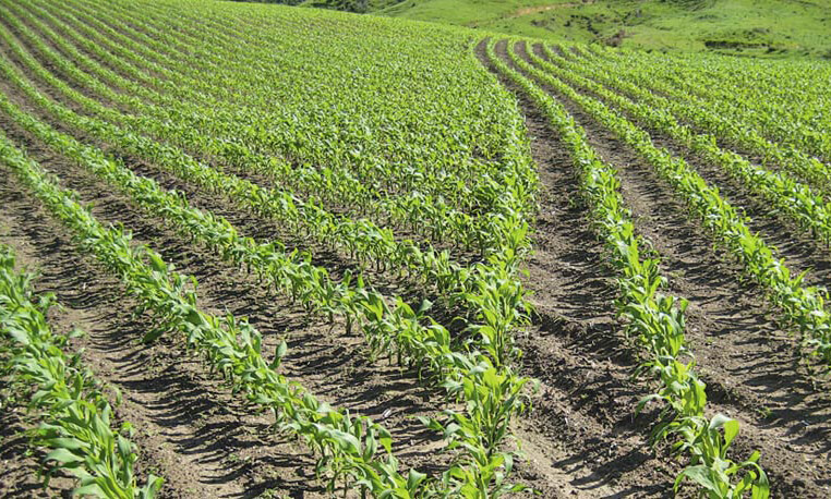 field crop x