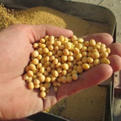 illinois soybean high yield value