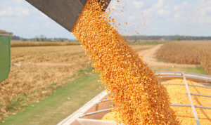 GMO corn yield 834443