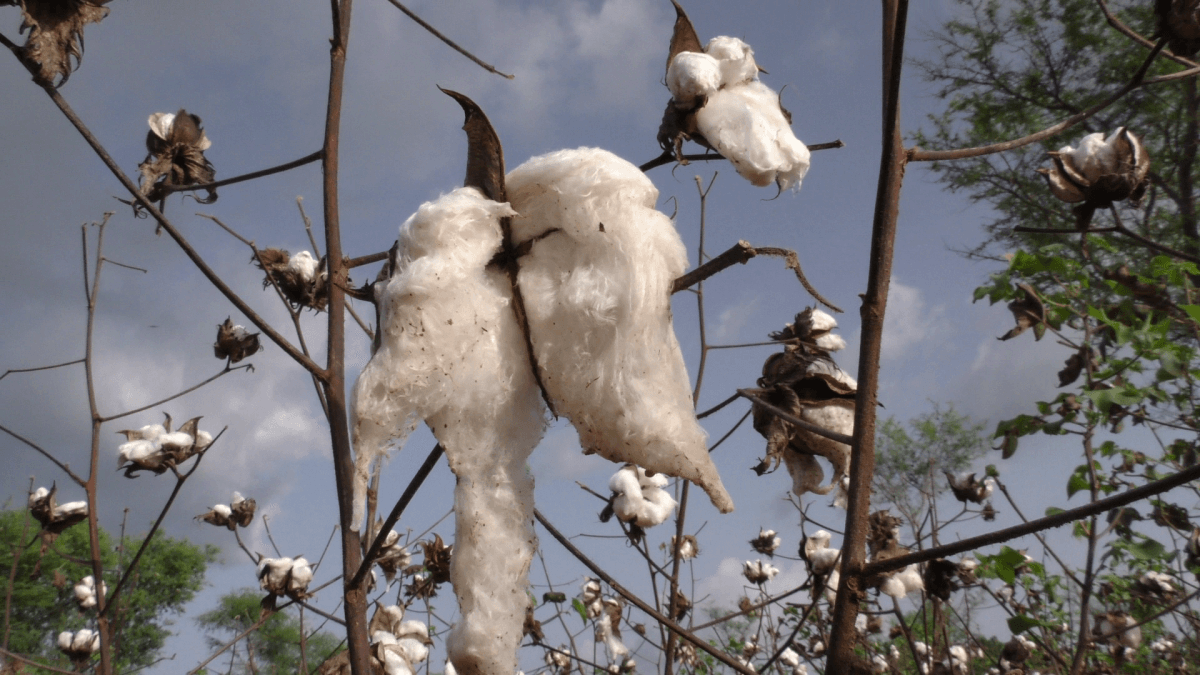 cotton