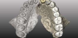 fossil