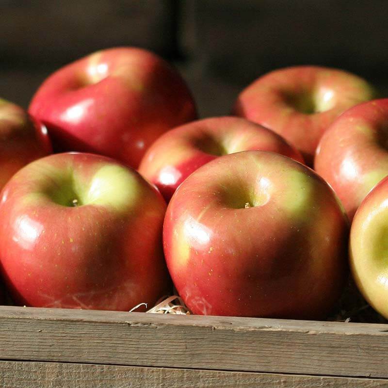 fuji apples