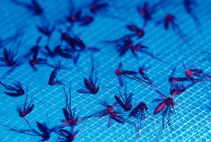 gene drive 1 23 18 3