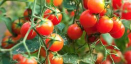 genetic engineering tomato plants x
