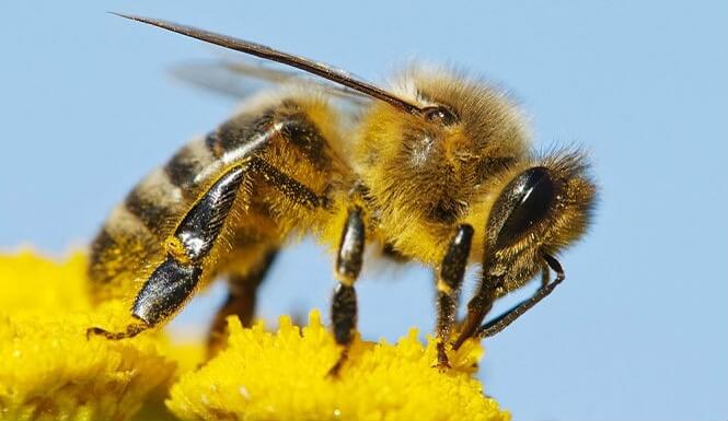Will Australian stores' removal of household neonicotinoid products ...