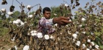 india not scared if monsanto leaves as gm cotton row escalates