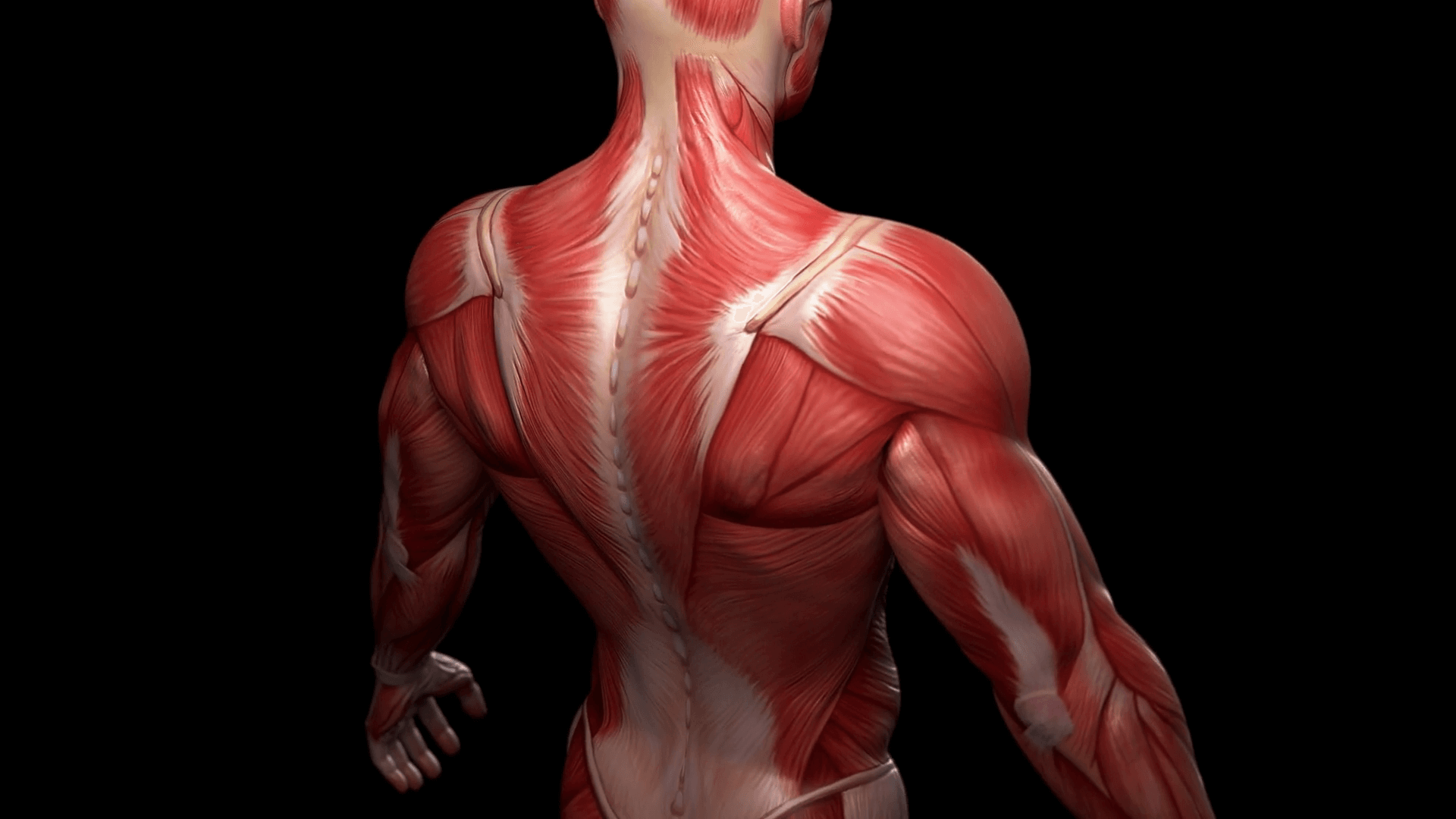 Human Muscles Diagram Labeled - The Muscular System Coloring Pages