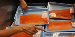 salmon getty