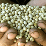 seeds
