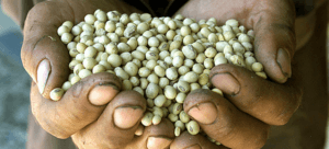 seeds