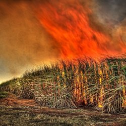 sugar cane burn flickr gavin fordham