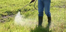 weed herbicide spraying