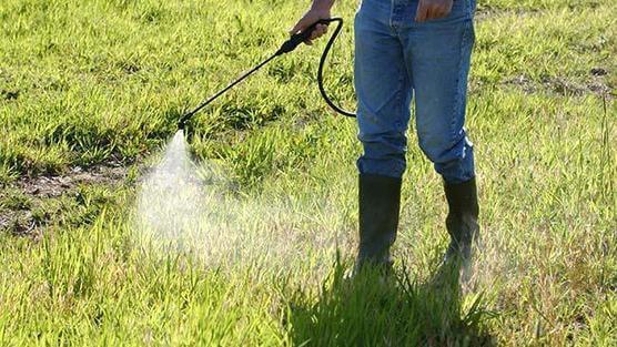 weed herbicide spraying