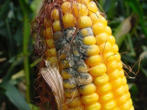 corn damage