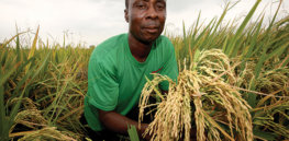 Ghanaian scientist: GMO food safer, more sustainable than conventional crops