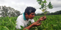ae px Bolivia soybean e