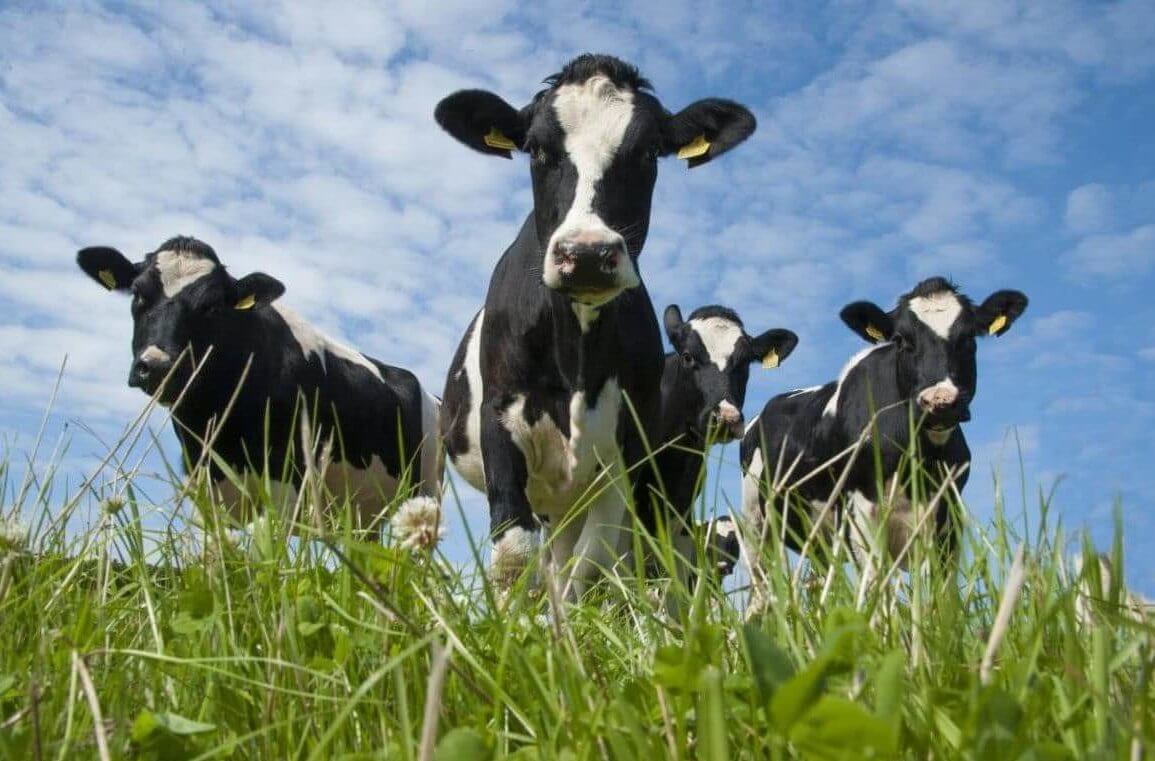 cows in pasture xlarge trans NvBQzQNjv BqyKbbTIvVbvqvypOgwykjr ErJ ZKVUu qh K BqSLks e