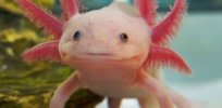 f b ce f b c e a axolotl pet strange animals