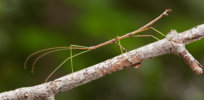 stick insect branch ngsversion