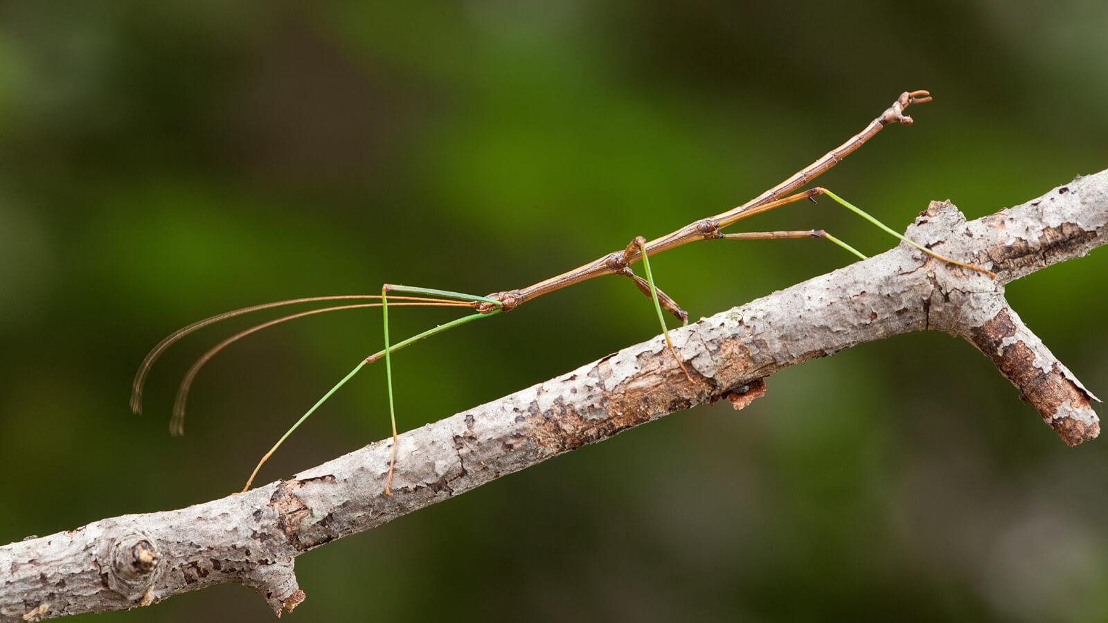 stick insect branch ngsversion