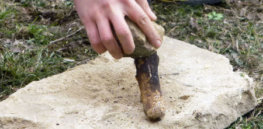 FigS thumb
