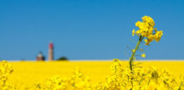 GMO herbicide-tolerant canola poses little risk to human health, EU Food Safety Authority finds