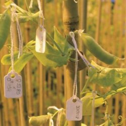 Breeding work in peas c no credit x