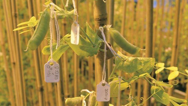 Breeding work in peas c no credit x