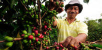 Pic by Neil Palmer CIAT A coffee farm worker in Cauca southwestern Colombia