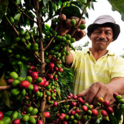 Pic by Neil Palmer CIAT A coffee farm worker in Cauca southwestern Colombia