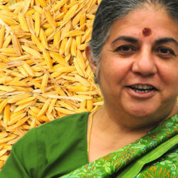 Vandana Shiva on Rice Background