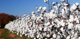 alabama cotton fields
