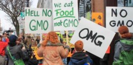 common sense must rule gmo controversy