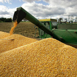 corn combine