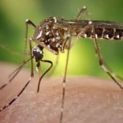 mosquito