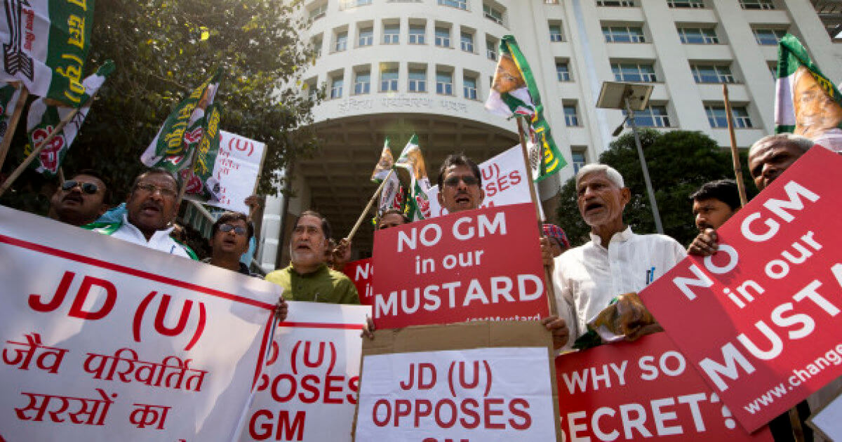 no gmo