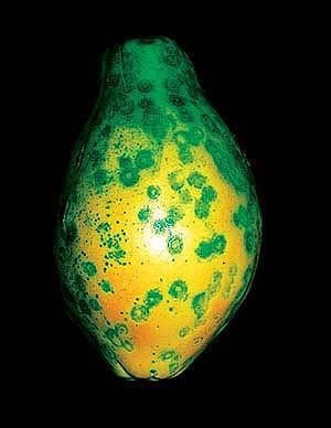 papaya with ringspot virus Univ Calif