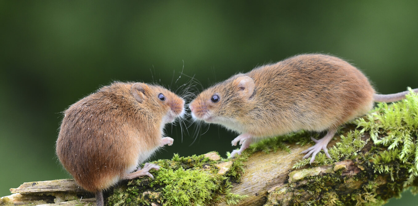 pests