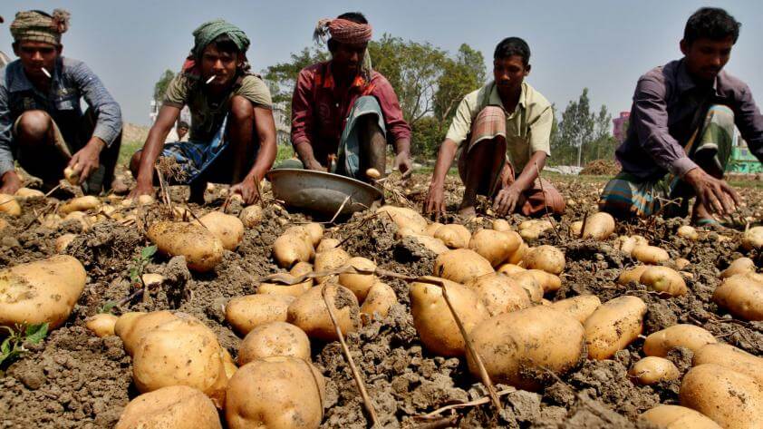 potatto