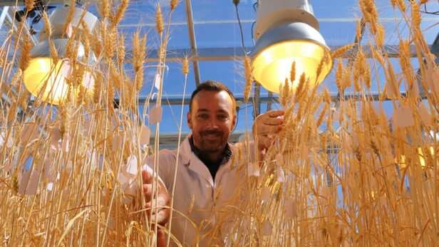 speed breeding wheat