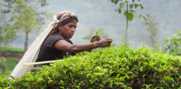 tea farmer plucking tea leaves e