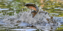 trout jumping